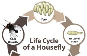 Сон об опарышах белых ваше толкование