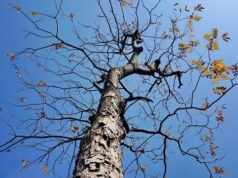 Символика березы в культуре и традициях