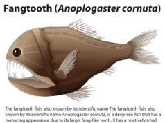 Астрология: Куспид Рыбы и Овна