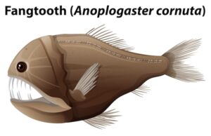 Астрология: Куспид Рыбы и Овна
