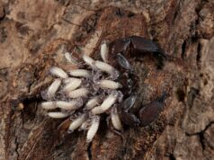 Сонник: Личинки моли значение снов