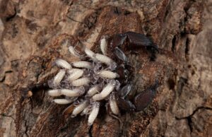 Сонник: Личинки моли значение снов