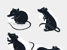 Значение сна о черных крысах