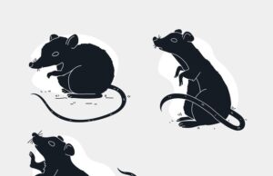 Значение сна о черных крысах