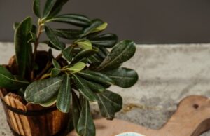 Рецепт риса в пароварке: просто и вкусно