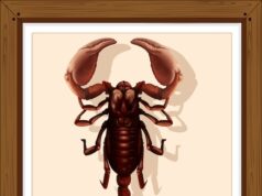 Зодиак Скорпион 21 ноября