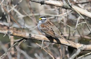 Качер бровина: история и значение