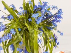 Значение незабудок в языке цветов