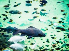 Какая планета рыбы в астрологии и астрономии