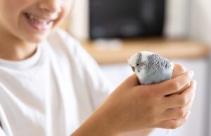 Сон волнистого попугайчика особенности и советы