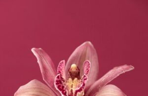 Значение цветка орхидеи в культуре и символике