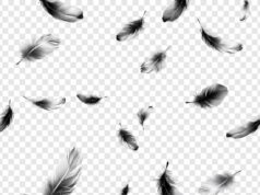 Как найти белое перышко и что оно означает