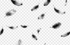 Как найти белое перышко и что оно означает