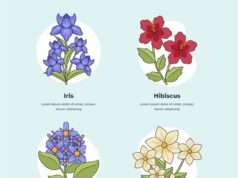 Значение цветка гиацинта в культуре и символизме