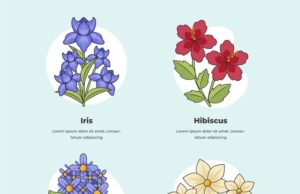 Значение цветка гиацинта в культуре и символизме