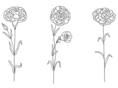 Белая гвоздика описание и особенности цветка