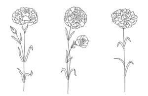 Белая гвоздика описание и особенности цветка