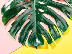 Что символизирует монстера в доме