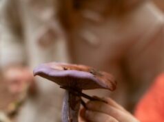 Как готовить древесные грибы в домашних условиях