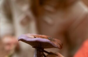 Как готовить древесные грибы в домашних условиях