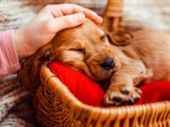 Сонник рождение щенка значение и толкование