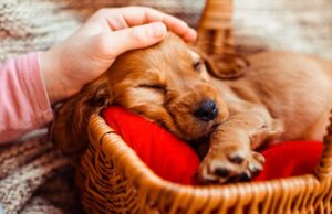 Сонник рождение щенка значение и толкование