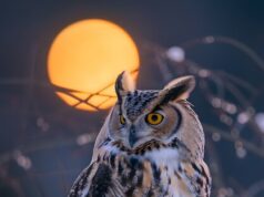 Снежная сова адаптация в дикой природе