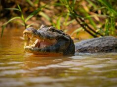 К чему снится крокодил толкование сна