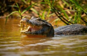 К чему снится крокодил толкование сна