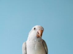 Приснился мертвый попугай что это значит