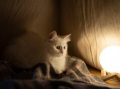 Сонник умерший кот значение и толкование