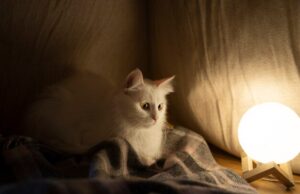 Сонник умерший кот значение и толкование