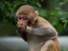 Сонник укус обезьяны значение и толкование