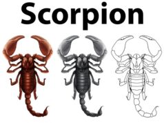 Как скорпионы переживают расставание и уходят