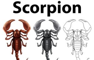 Как скорпионы переживают расставание и уходят