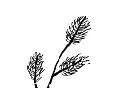 Что символизирует кипарис в культуре и истории