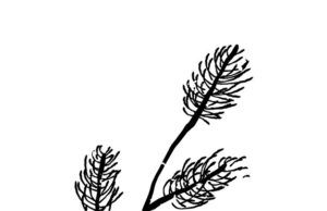 Что символизирует кипарис в культуре и истории