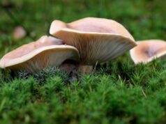 Сонник большие грибы значение и толкование