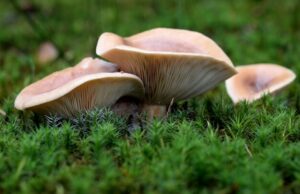 Сонник большие грибы значение и толкование