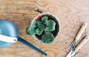 Приметы про цветок каланхоэ в доме