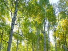 Береза во сне значение и толкование