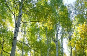 Береза во сне значение и толкование