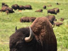 Сонник черный теленок значение и толкование сна