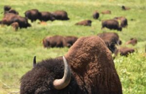 Сонник черный теленок значение и толкование сна