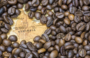 Кофе из Эфиопии: особенности и сорта