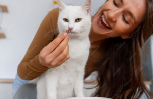 Лакомства для кошек: как порадовать любимого пушистого друга