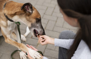 Бешенство: что это такое и почему важно защищать себя и своих питомцев