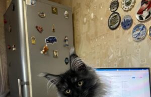 Как выбрать питомник мейн-кунов и не пожалеть