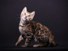 Как выбрать питомник бенгальских кошек и не пожалеть
