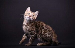Как выбрать питомник бенгальских кошек и не пожалеть